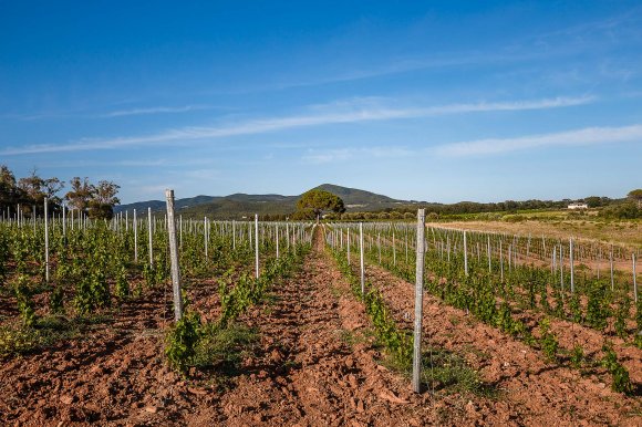 WINE DINE & SHINE - Castello del Terriccio ( Toscana )