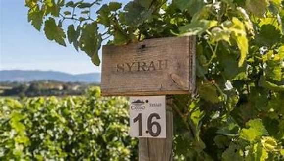 WINE DINE & SHINE - Wine Tasting with Cantina Canaio Cortona ( Tuscany )