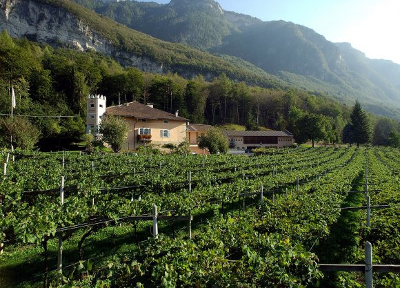 WINE DINE & SHINE - Wine Tasting with Hofstatter ( Alto Adige )
