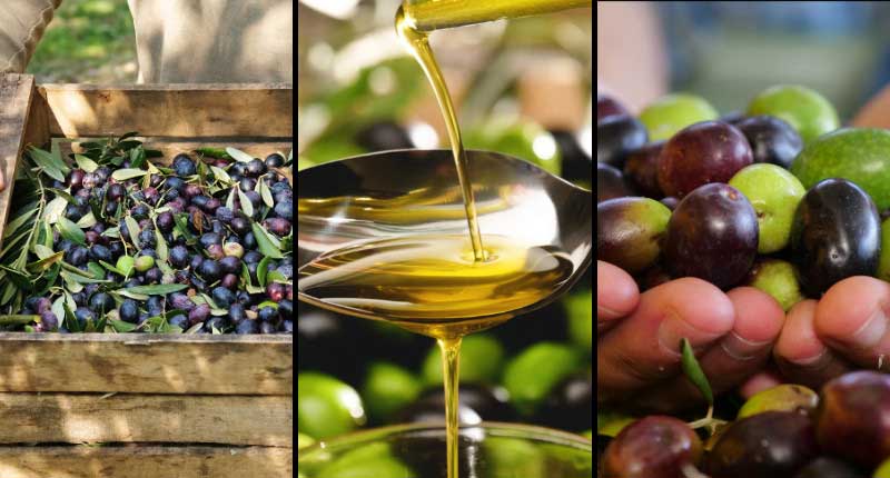 Typical food product: the Tuscan extra virgin olive oil at Molesini Winestore
