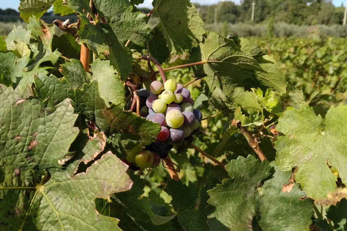 La foto mostra delle scatole contenenti bottiglie di vino