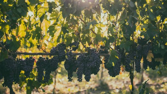 Molesini Wine Dine & Shine