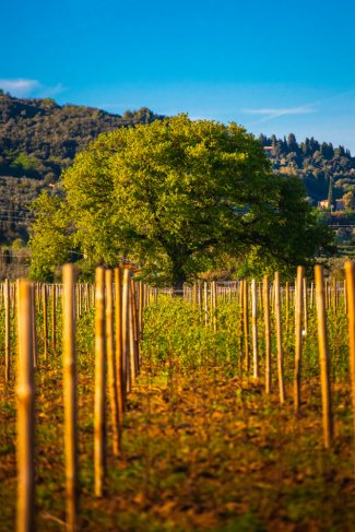WINE DINE & SHINE - Wine Tasting con Gualdo del Re from Suvereto ( Toscana )