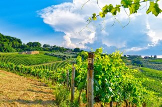 WINE DINE & SHINE - Wine Tasting with Icario from Montepulciano ( Tuscany )
