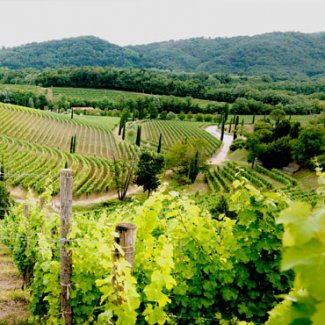 WINE DINE & SHINE - Wine tasting with Jermann ( Friuli )