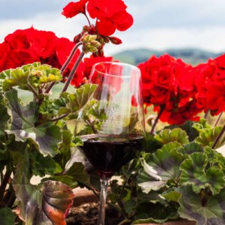 WINE DINE & SHINE - Wine Tasting Viticcio ( Tuscany )