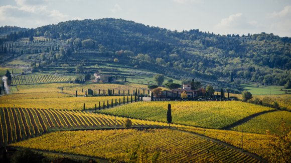 Molesini Wine Dine & Shine